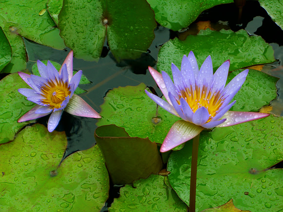 Lily Pads and Flowers