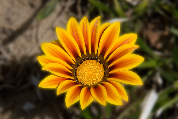 Daisy