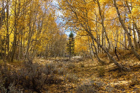 June Lake Loop