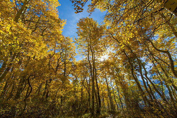 Aspen at Silver Lake