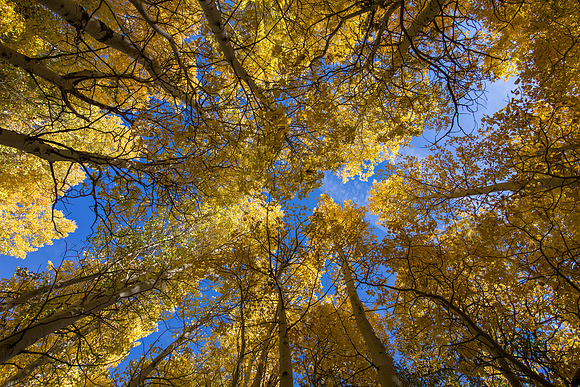 Aspen at Silver Lake