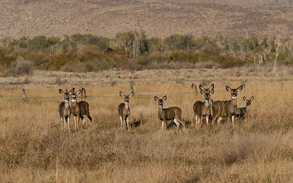 Deer in Round Valley