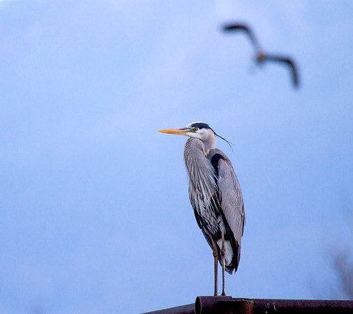 Great Blue Heron