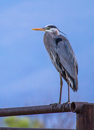 Great Blue Heron
