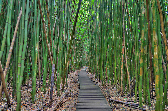 Bamboo Walk
