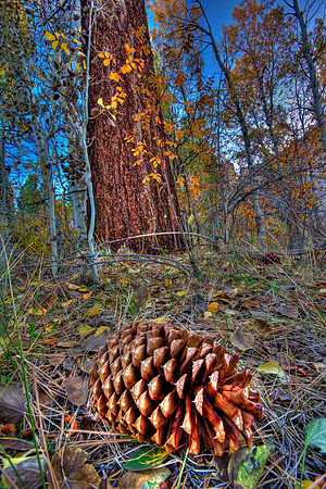 Fallen Pine Cone