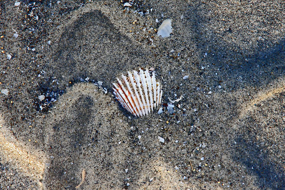 Shell in the Rough