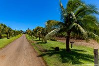 Tropical Plantation