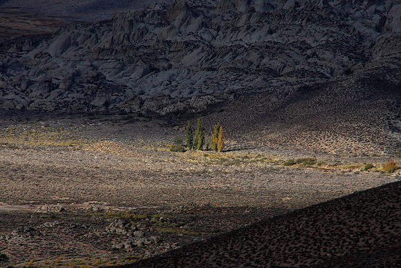 Trees from a far