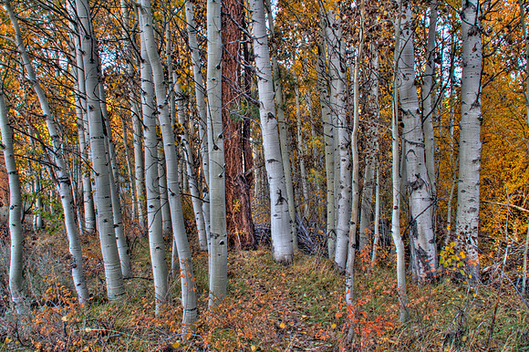 Aspen Trees