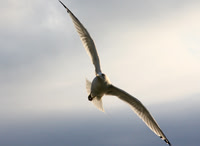Seagull in Flight