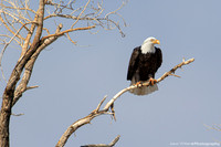 EAGLES-photos