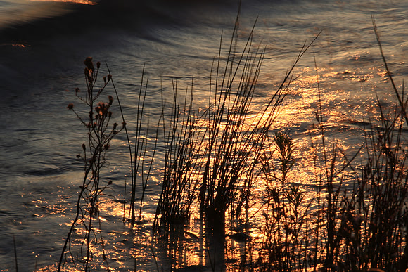 Sunset grasses