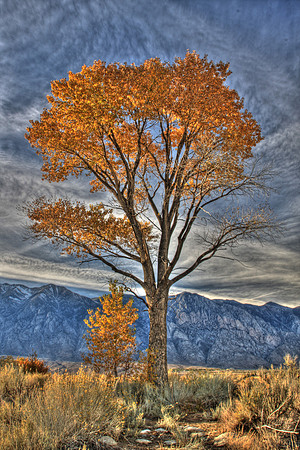 Standing Tall (Round Valley)
